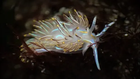 Horned Nudibranch: A Colorful Sea Slug of the Pacific Ocean