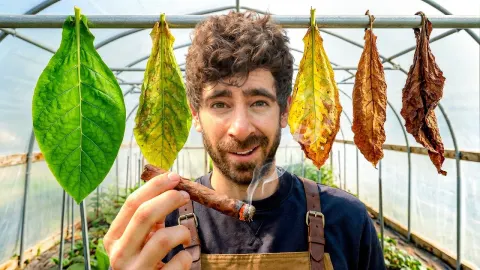 Growing and Crafting Cigars from Seed to Smoke