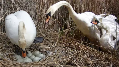 Mute Swan Mother Defends Nest from Rival Offspring