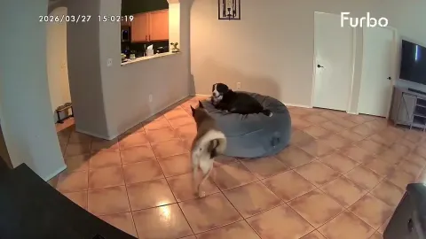 Three Puppies Create Their Own Foam Pit Playground