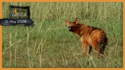 Rare Aardwolf Sighting and Hyena Behavior Highlights Safari Catch-Up