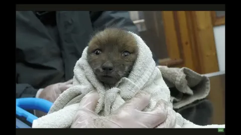 Rescued Fox Cub Survives Storm Drain Ordeal After Sibling Dies
