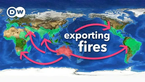 How Eucalyptus Trees Are Fueling Wildfires Around the World