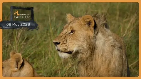 Leopard Sighting and Lion Kill Highlights from a Day in the African Bush