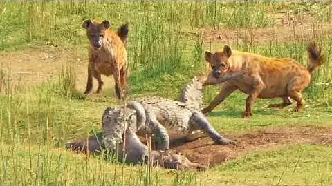 Hyenas Attempt to Drag a Massive Crocodile by Its Tail in a Tense Wildlife Encounter