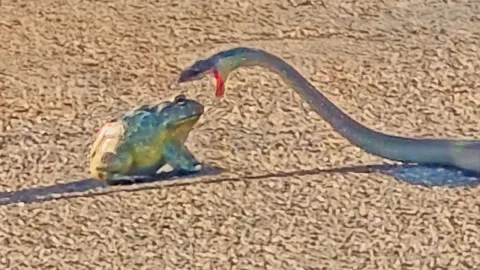 Bullfrog Shows Remarkable Resilience After Dozens of Snake Bites