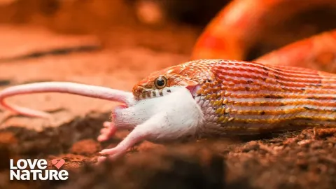 Tiger Snake Hunting Behavior and Venom Effects in Australian Wetlands