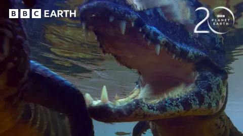 Caiman Hunts for Prey in Brazil's Pantanal Wetlands
